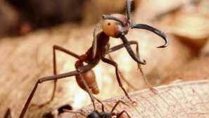 Ants ants изгледа, каде што живеат, карактеристични карактеристики на развојот на колонијата